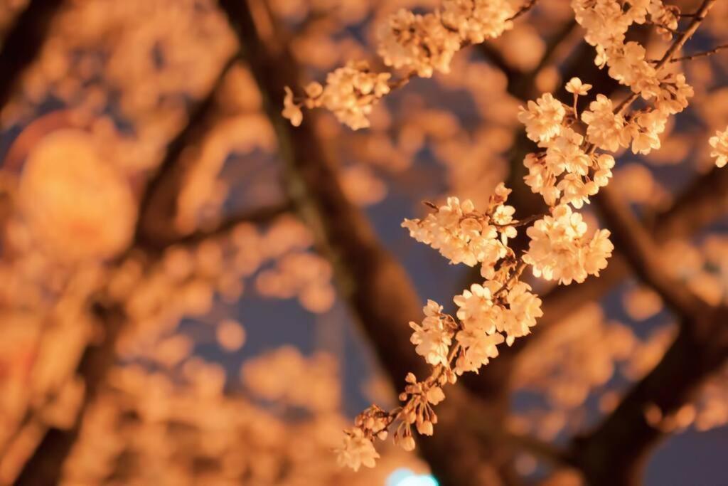 Tokyo'S Best Spot Shibuya! 3Person Room Free Wi-Fi エクステリア 写真