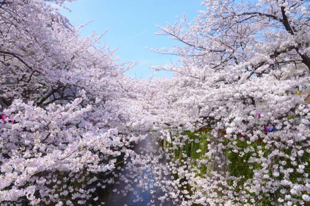 Tokyo'S Best Spot Shibuya! 3Person Room Free Wi-Fi エクステリア 写真