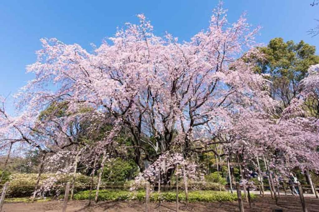 Tokyo'S Best Spot Shibuya! 3Person Room Free Wi-Fi エクステリア 写真